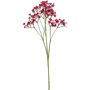 Gypsophilia