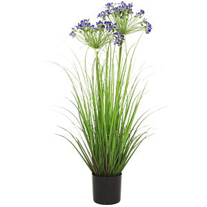 Agapanthus