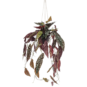 Begonia Maculata