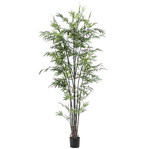 Bamboe