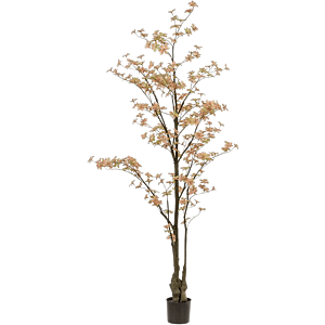 Tropaeolum