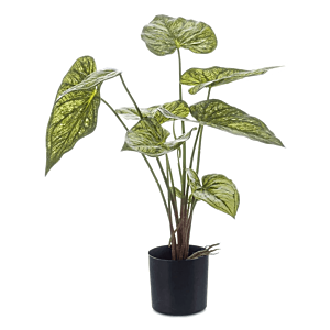 Caladium