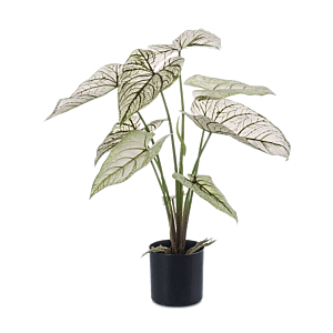 Caladium