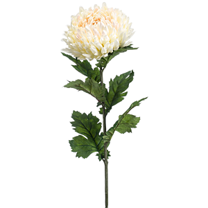 Chrysant