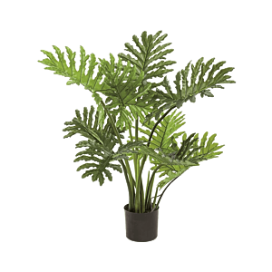 Philodendron Selloum