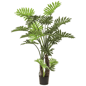 Philodendron Selloum