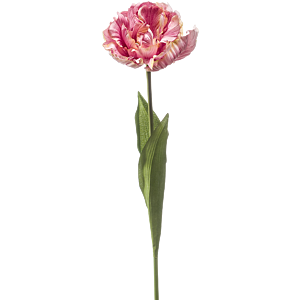 Tulp