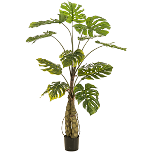 Monstera op Stam