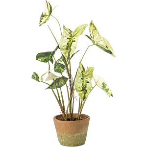 Caladium