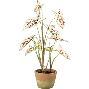 Caladium