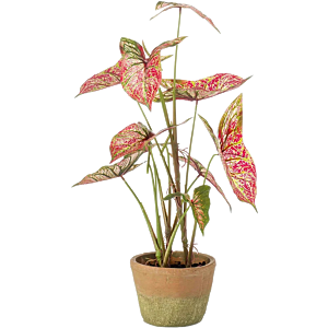 Caladium