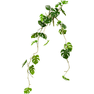Monstera
