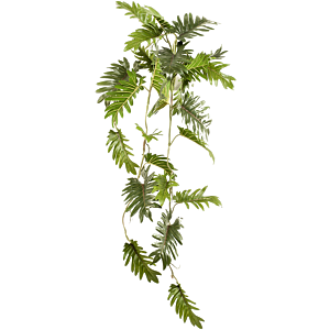 Philodendron