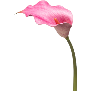 Calla