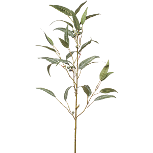 Eucalyptus