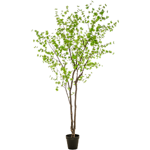 Tropaeolum