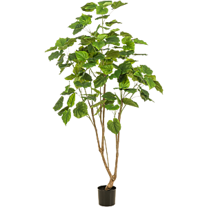 Ficus Umbellata