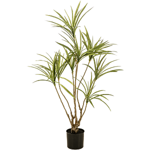 Dracaena