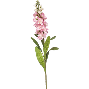 Matthiola