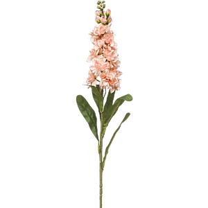Matthiola