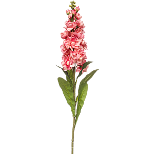 Matthiola