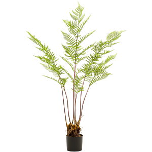 Pteridium (Adelaarsvaren)