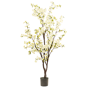 Kersenbloesem Boom