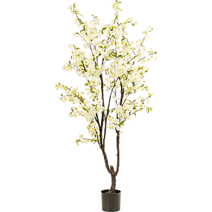 Kersenbloesem Boom