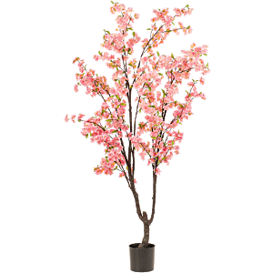 Kersenbloesem Boom