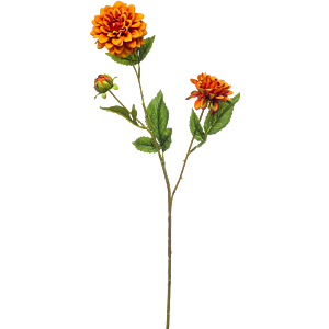 Mini Dahlia