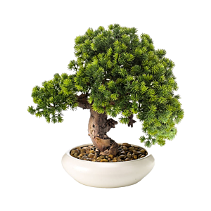 Bonsai