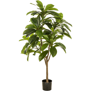 Frangipani