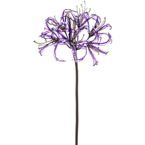 Nerine