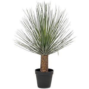 Yucca rostrata