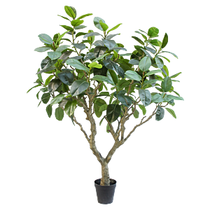 Ficus Elastica Botanic