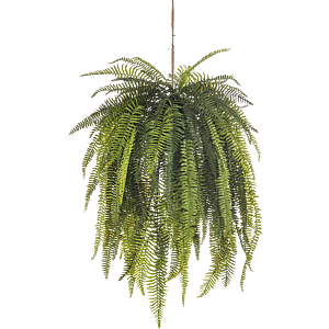 Nephrolepis