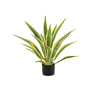 Agave