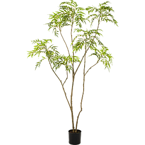 Mahonia Forunei