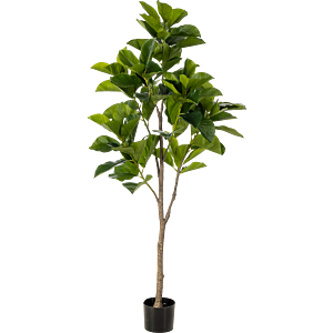 Ficus