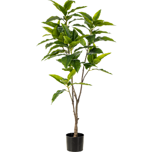 Ficus