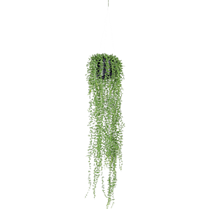 Senecio