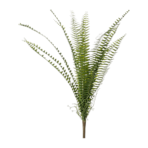 Varen Nephrolepis