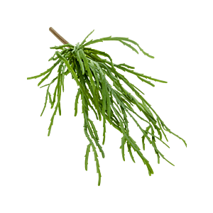 Rhipsalis Pandora