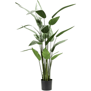 Heliconia