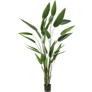 Heliconia