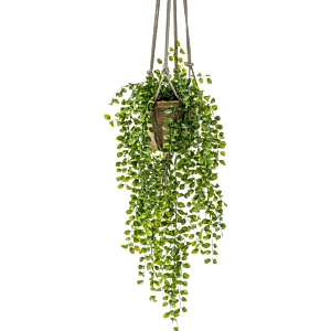 Ficus Pumila