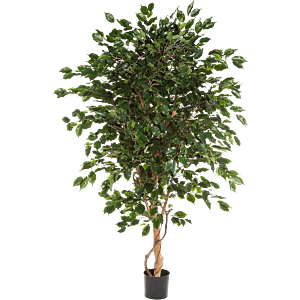 Ficus Exotica