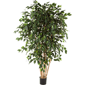 Ficus Exotica