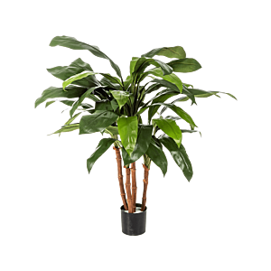 Cordyline