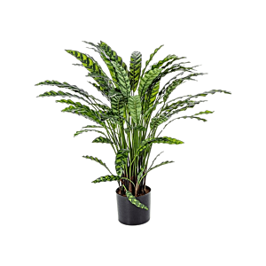 Calathea